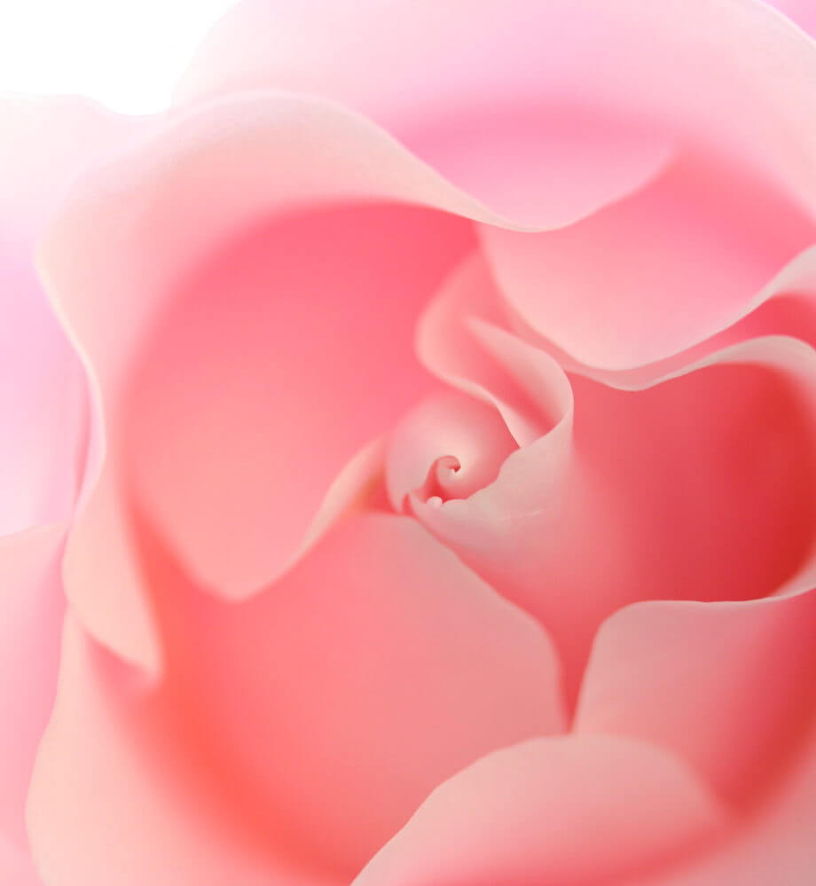 スパニッシュビューティー