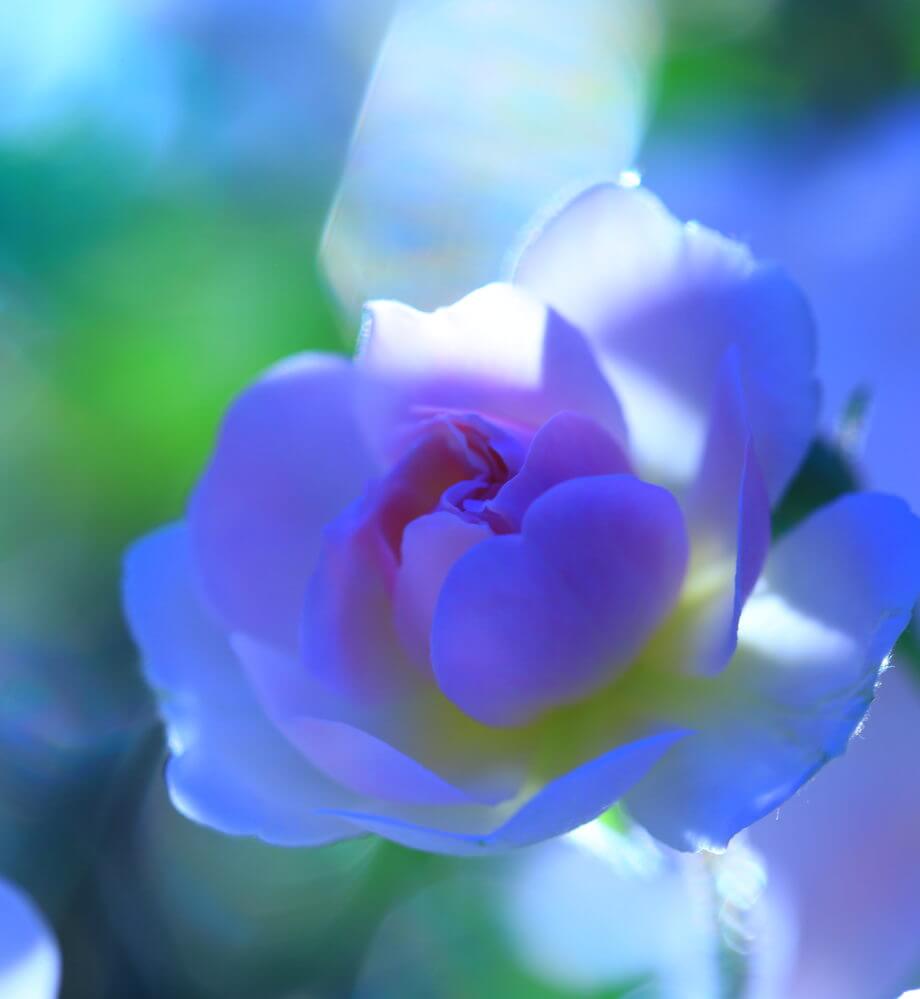 ポールズヒマラヤンムスク