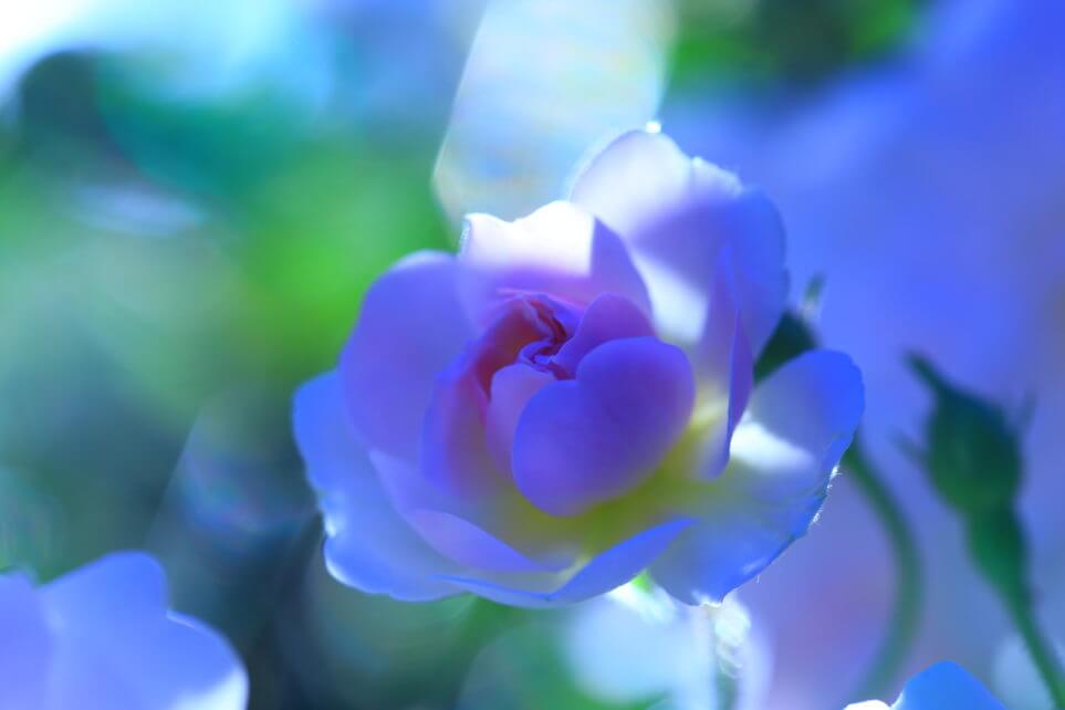 ポールズヒマラヤンムスク