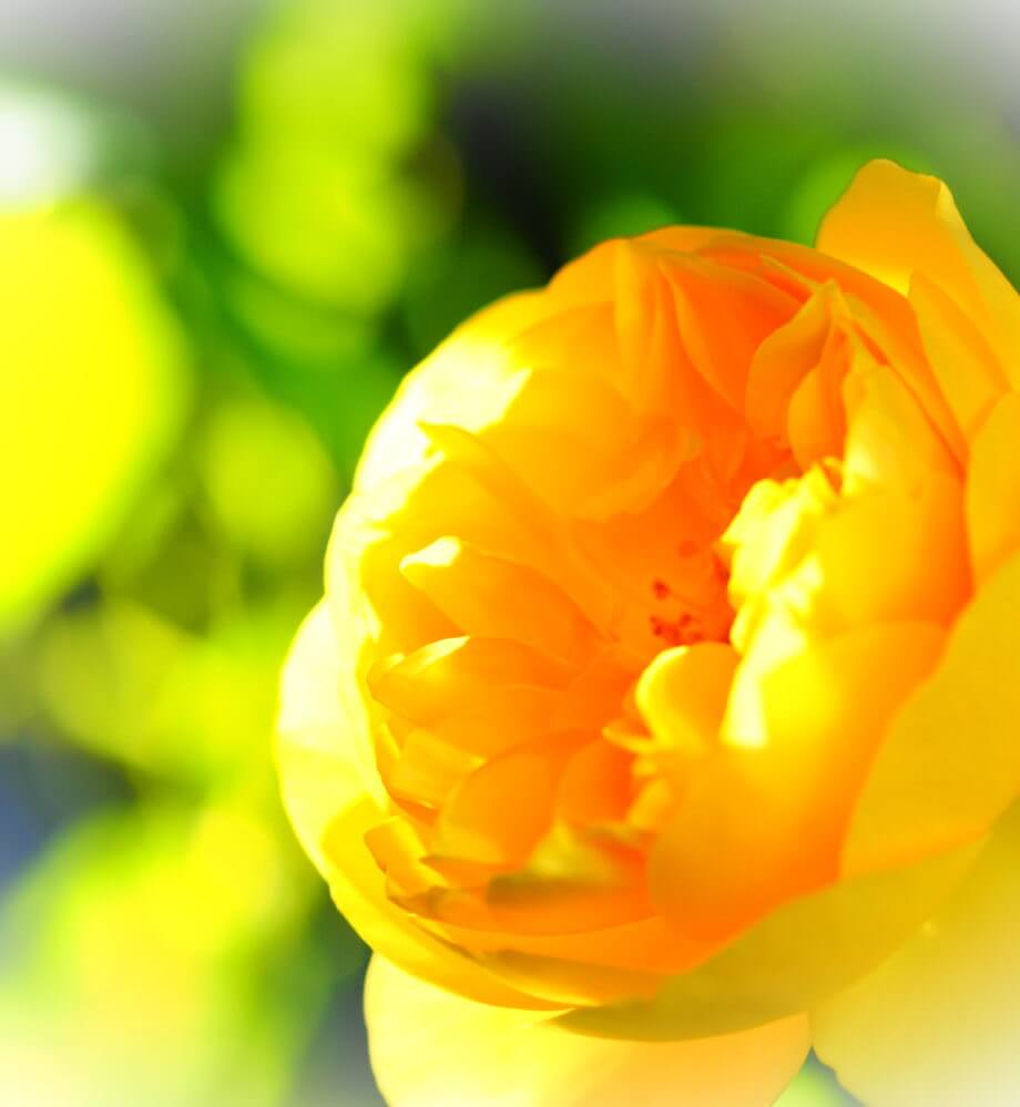 グラハムトーマス