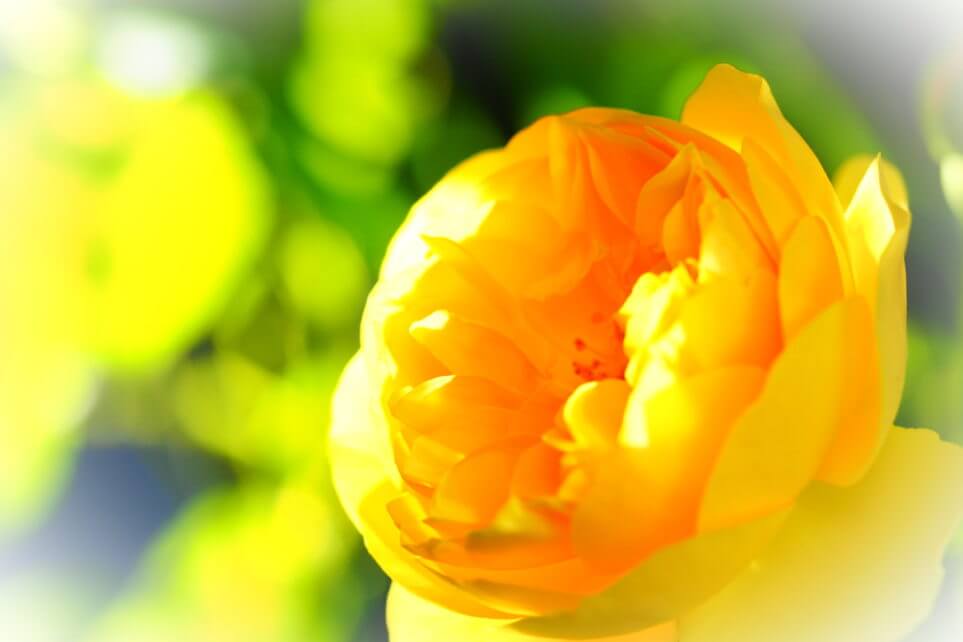 グラハムトーマス